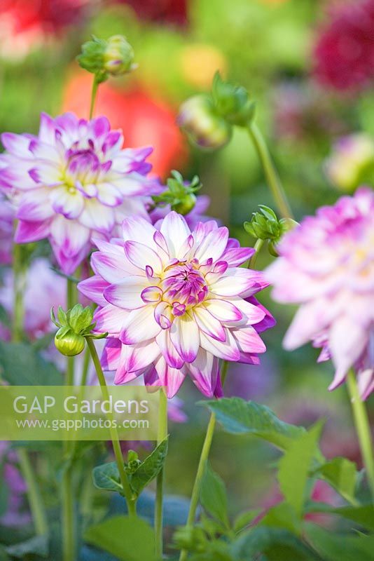 Dahlia x pinnata 'Kurrebo'