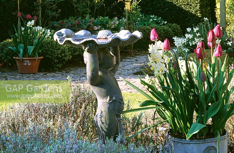 Tulipa 'Negrita' with Narcissus 'Sir Winston Churchill' paired in a container next to a cherub bird bath - Chiffchaffs, Dorset