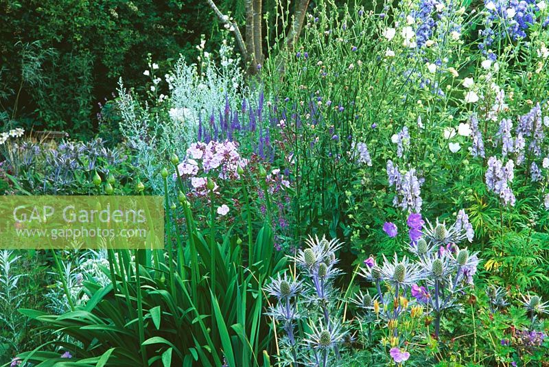Blue border includes Eryngiums, Chicory, Aconitum 'Stainless Steel', Veronica and Artemisa 'Lambrook Mist' - Little Garth, Dowlish Wake, Somerset
