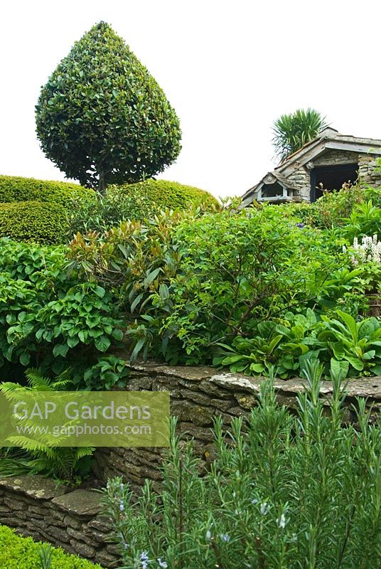 Clipped bay forms a striking shape above retaining stone wall, shrubs, ferns and Rosemary