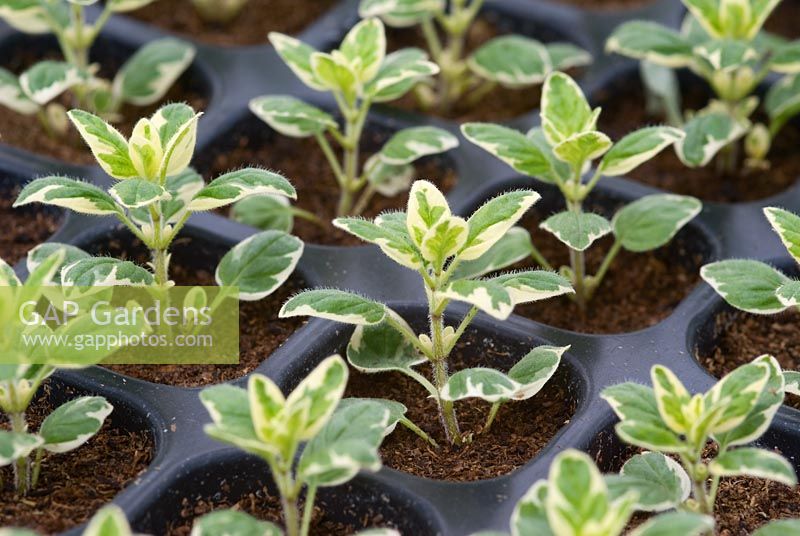 Cuttings of Origanum vulgare 'Country Cream'