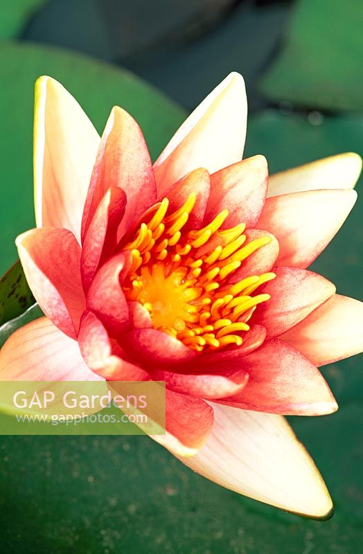 Nymphaea 'Golden West' - Maroon splashed leaves of tropical waterlily