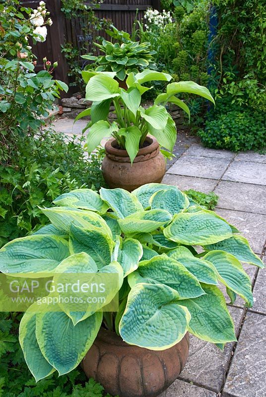 Hosta fortunei 'Aureomarginata' with Hosta 'Sum and Substance'