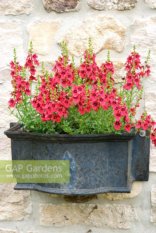 Diascia Whisper 'Cranberry Red' in wall mounted container