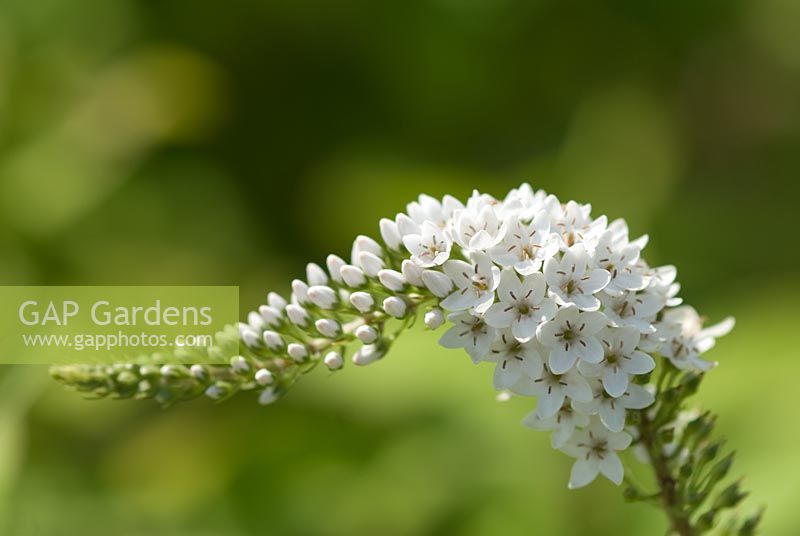 Lysimachia clethroides 