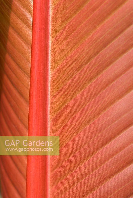 Ensete ventricosum 'Maurellii' - Red Abyssinian Banana, underside of leaf