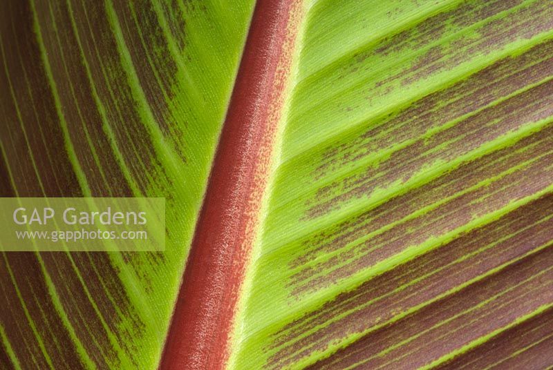 Ensete ventricosum 'Maurellii' - Red Abyssinian Banana