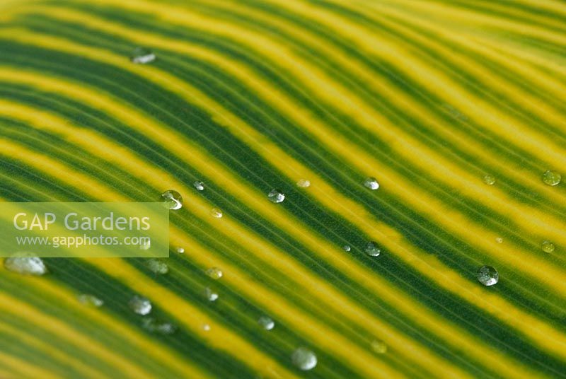 Water droplets on foliage of Canna 'Striata'