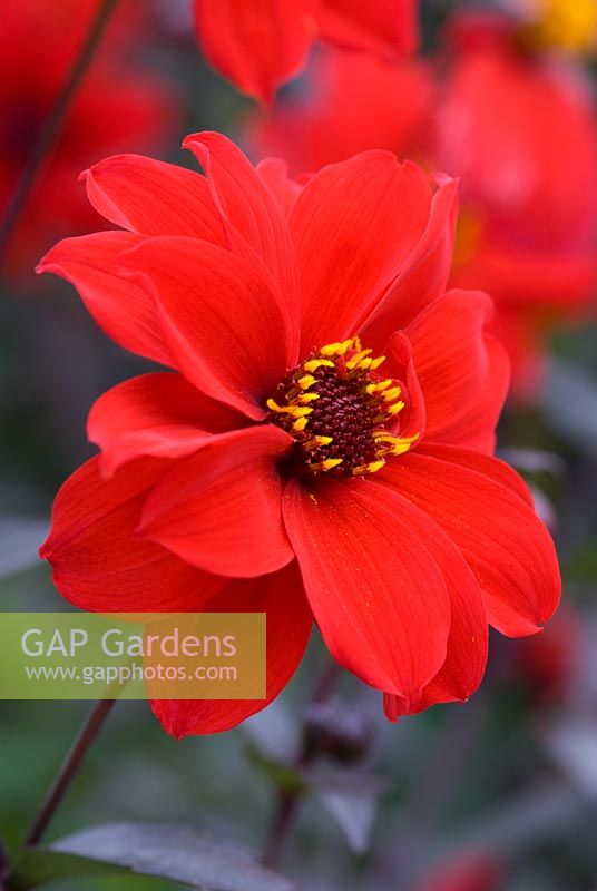 Dahlia 'Bishop of Llandaff'