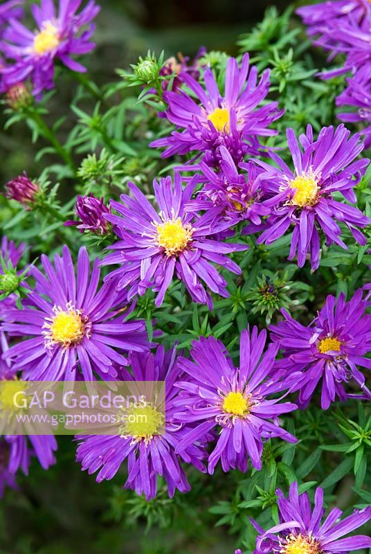 Aster novi-belgi 'Chequers'