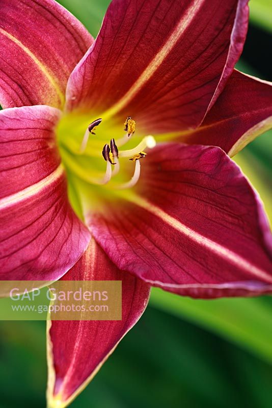 Hemerocallis 'Eenie Fanfare'