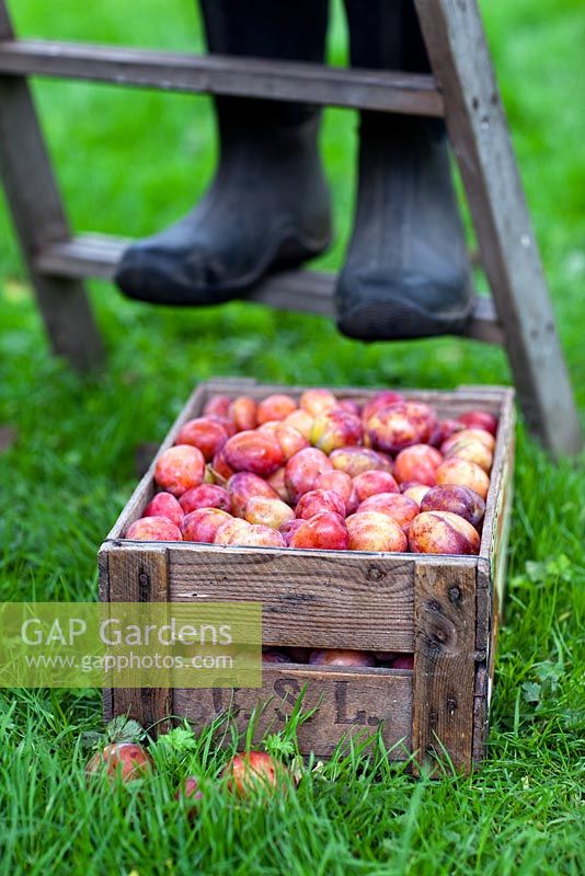 Wooden crate of freshly picked Victoria plums