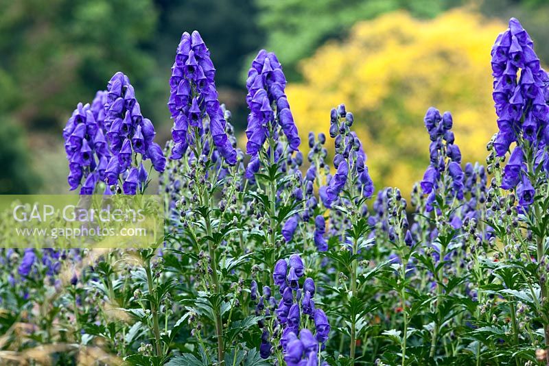 Aconitum carmichaelii 'Arendsii' at RHS Harlow Carr