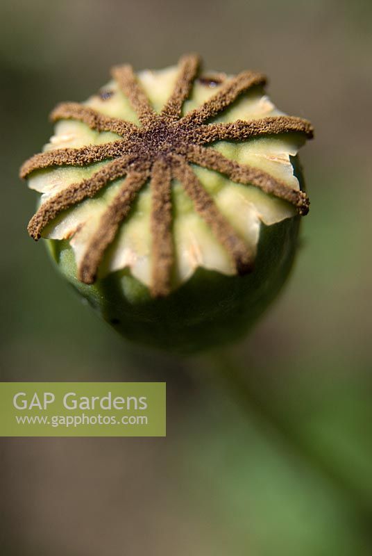 Papaver - Poppy seedhead
