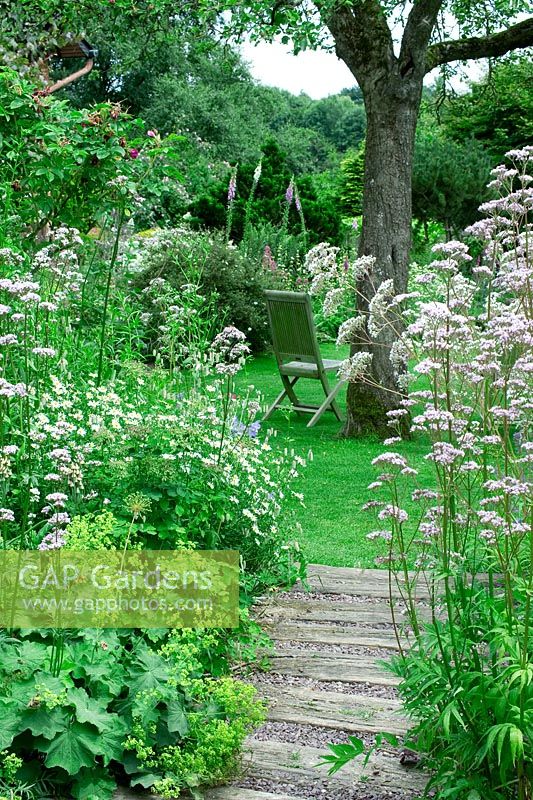 Mixed flowerbed with Valeriana officinalis and Alchemilla mollis - Jardin de Valérianes, France 