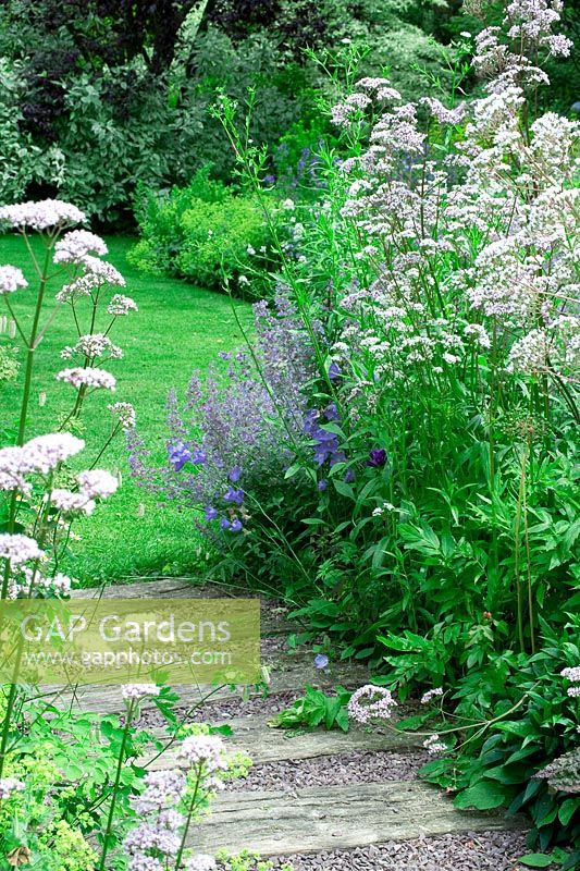 Gravel and timber pathway leading to lawn, mixed flowerbed with Valeriana officinalis - Jardin de Valérianes, France 