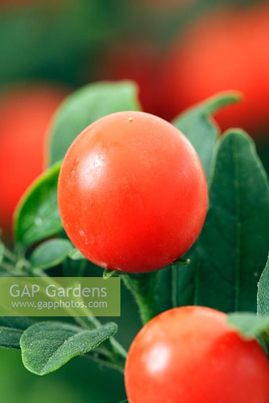 Solanum capsicastrum - Winter cherry 