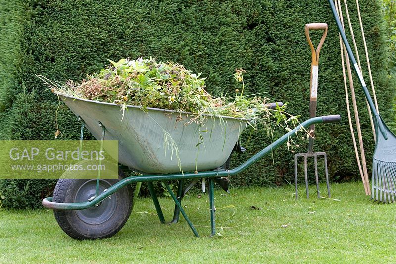 Wheelbarrow full of weeds beside hedge 