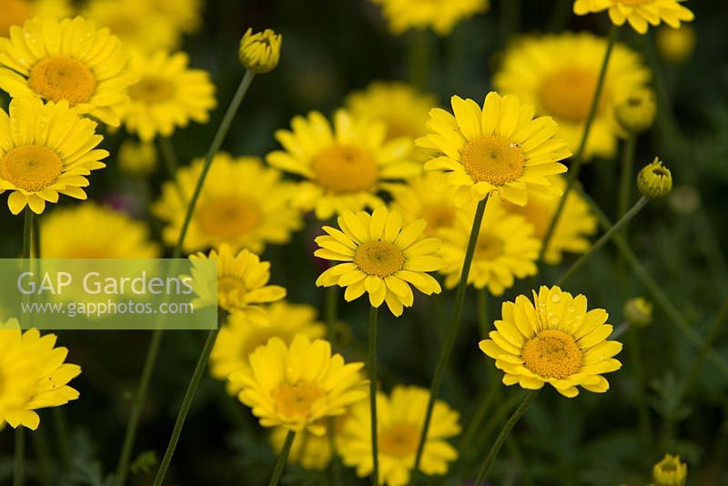 Anthemis tinctoria 'Compacta' 