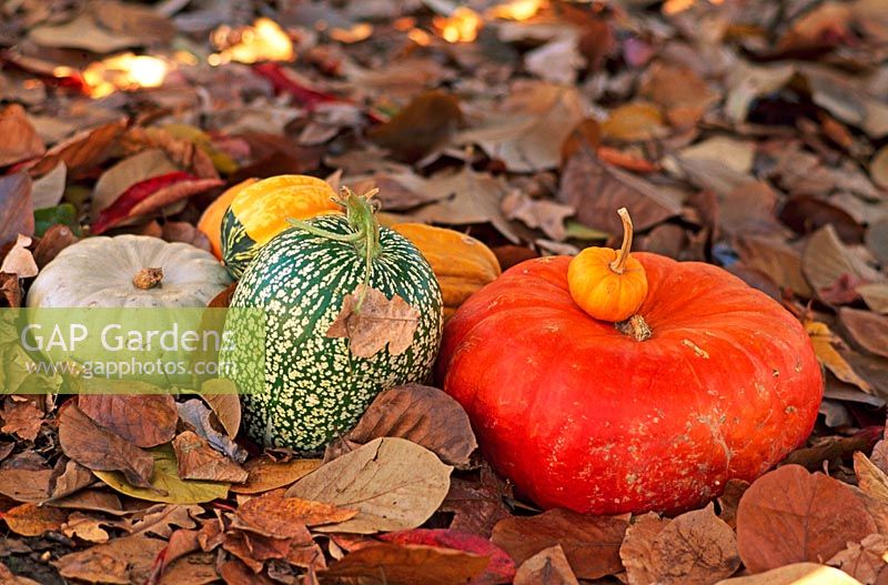 Pumpkins amongst leaf litter in autumn