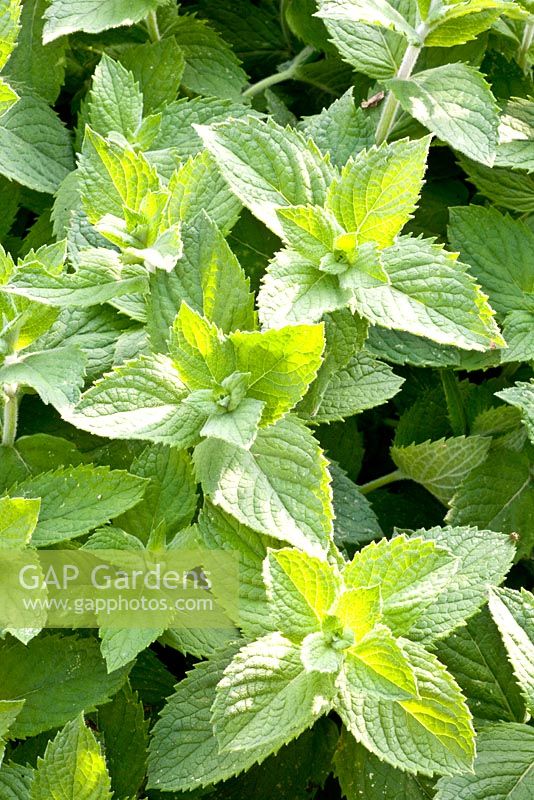 Mentha spicata - Spearmint