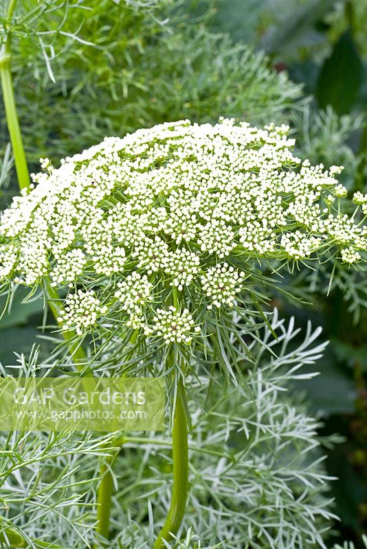 Ammi majus - Bishop's Weed