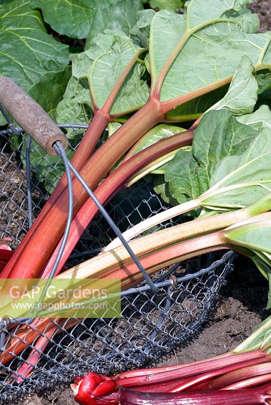 Different varieties of harvested heritage 
rhubarb in wire trug - Rheum x hybridum 'Early Champagne', 'Hawkes Champagne', 'Fenton Special', 'Cawood Surprise' and 'Bakers All Season'