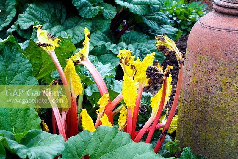 Rheum 'Hawkes Champagne' - Forced rhubarb stems and terracotta forcer 