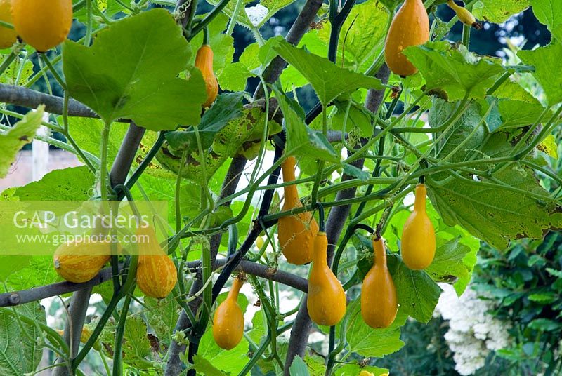 Willow arbor with climbing ornamental gourds