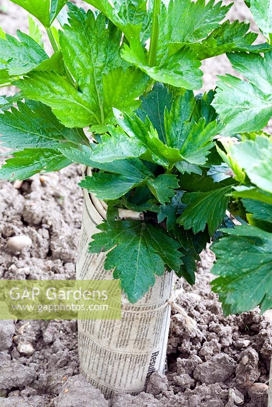 Apium graveolens 'Victoria' - Forcing Celery using newspaper