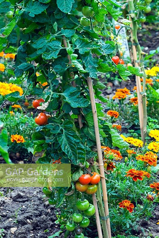 Tomato 'Moneymaker' grown outdoors with marigolds 
