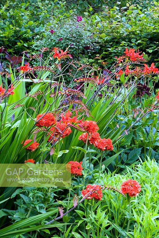 Red border with Lychnis chalcedonia and Crocosmia 'Lucifer'