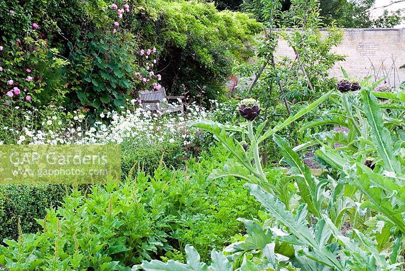 Vegetable garden with seat overlooking daisies and rows of produce including Artichokes and Chenopodium bonus henricus - Good King Henry
