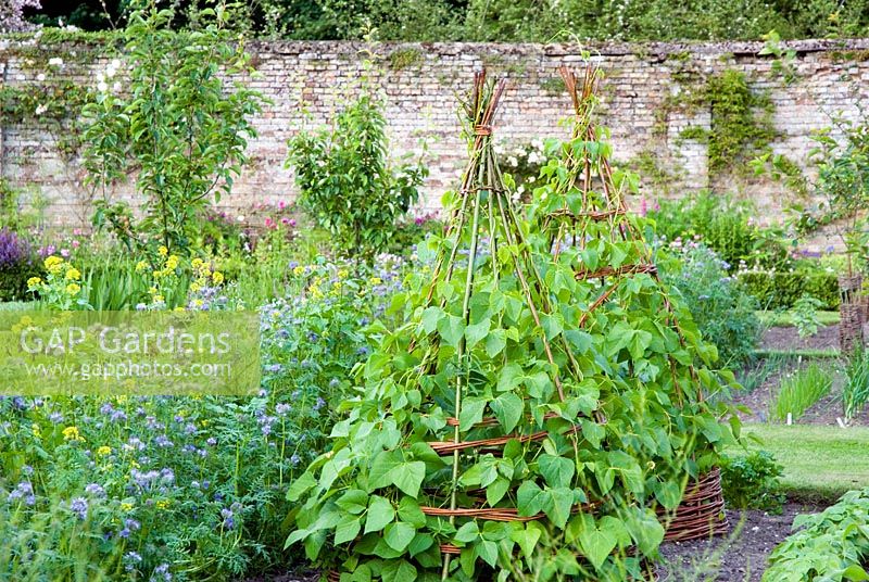 Beans on willow wigwams and green manures - Phacelia tabacetifolia and Mustard