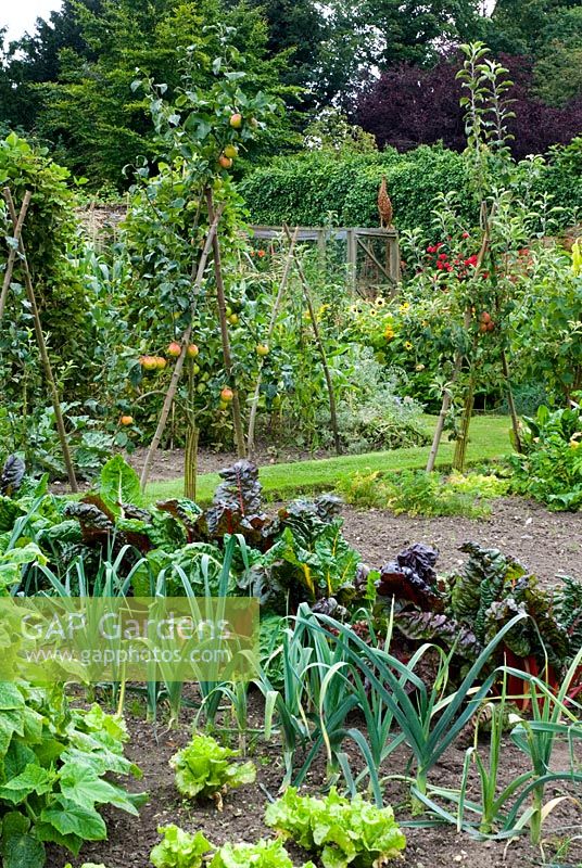 Vegetable bed with leeks and chard with espalier apples