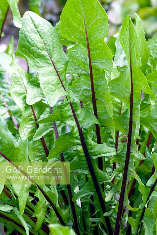 Catalogna chicory 'Italiko Rosso'