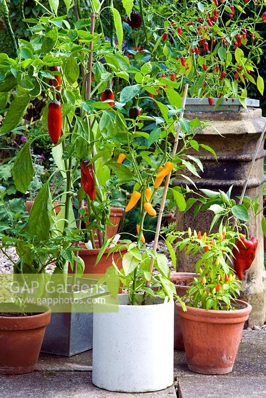 Collection of peppers in containers - sweet and hot
