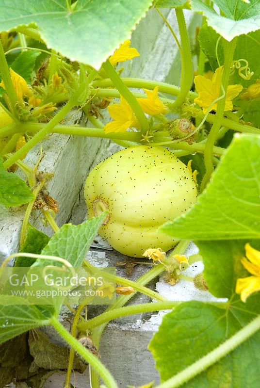 Cucumis sativus 'Crystal Lemon' or 'Crystal Apple' - Cucumber