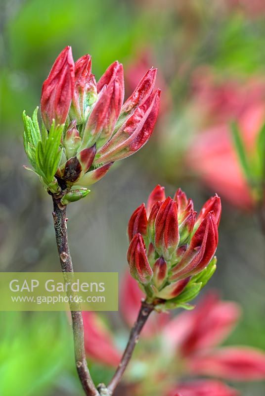 Rhododendron mollis 'Radiant' showng flower buds in May