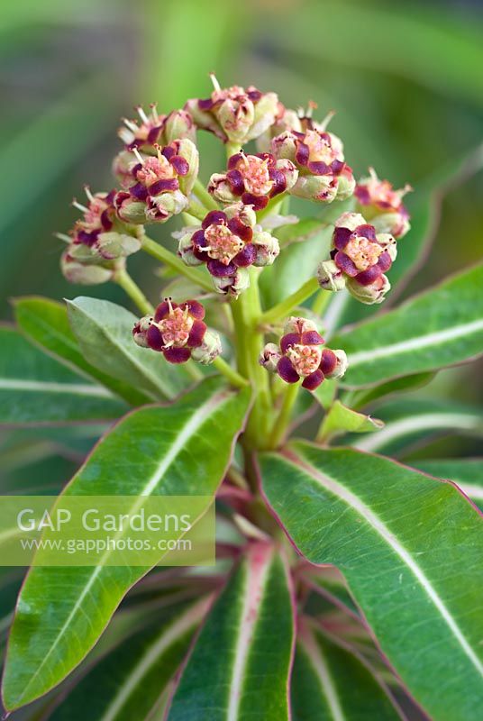 Euphorbia mellifera 