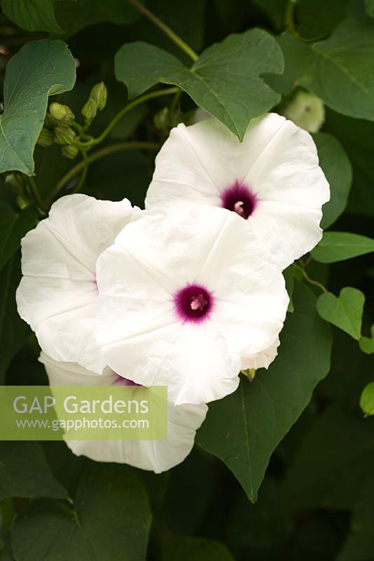 Ipomoea platycodon