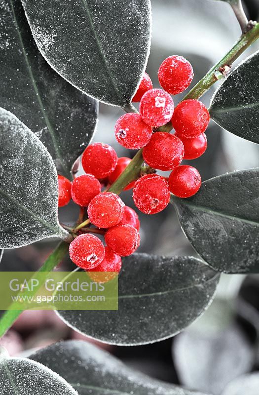 Ilex altaclarensis - Holly berris covered in early morning frost