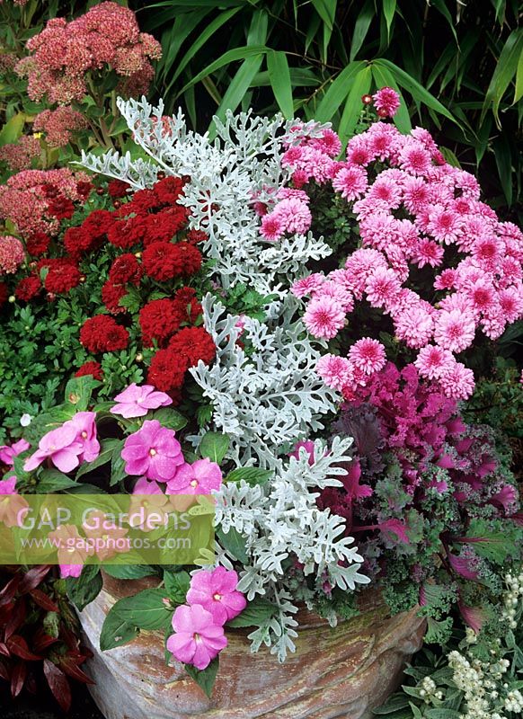 Late summer and autumn colour in a lime- washed terracotta pot. Impatiens - New Guinea busy lizzie with dwarf Chrysanthemums, ornamental kale 'Red Chidori' and Senecio cineraria 'Silver Dust'