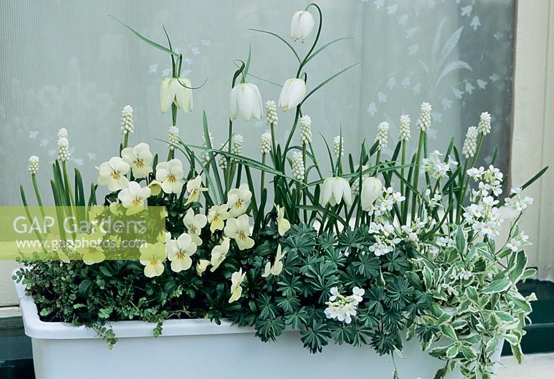 White themed window box for Spring with  Fritillaria meleagris 'Alba', Muscari botryoides 'Album', Oxalis adenophylla, Arabis caucasica 'Variegata' and white Violas