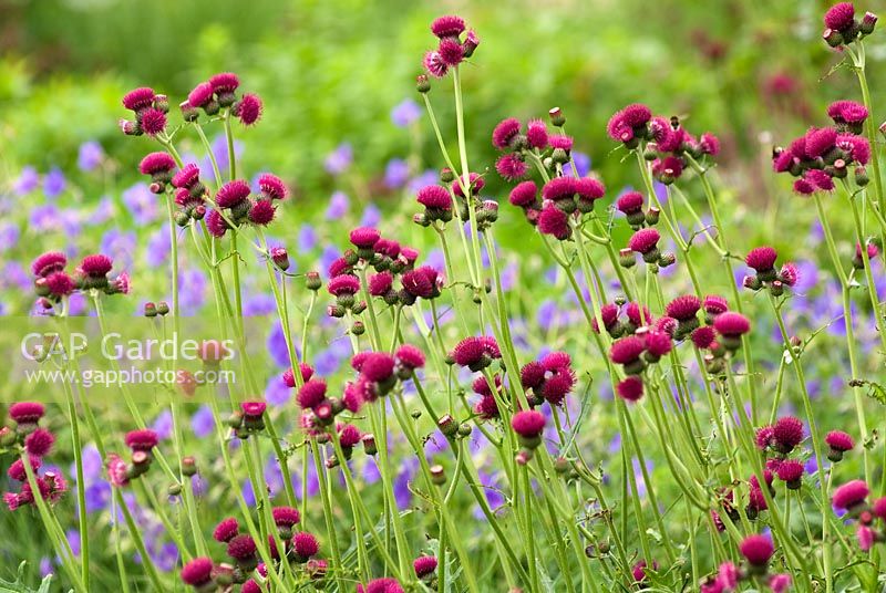 Cirsium rivulare 'Atropurpureum' with Geranium 'Johnson's Blue'