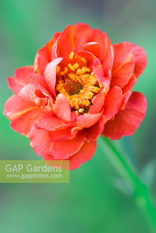 Geum 'Mrs Bradshaw'