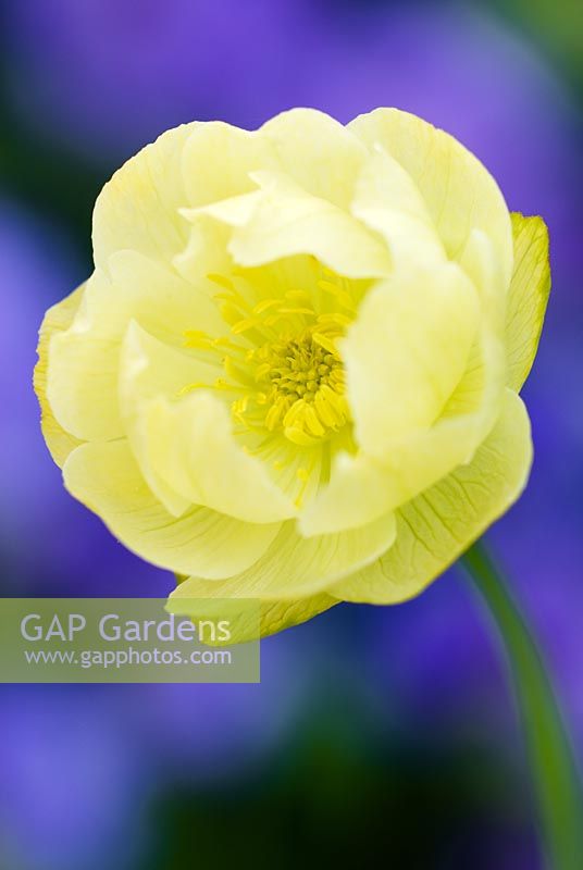 Trollius x cultorum Alabaster - Globe Flower