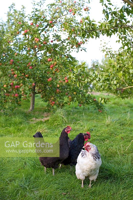 Chickens in apple orchard