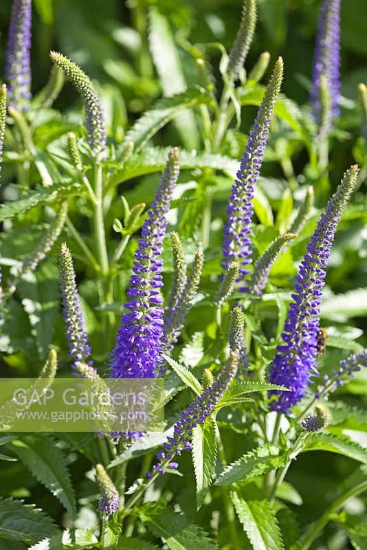 Veronica longifolia 'Blauriesin'