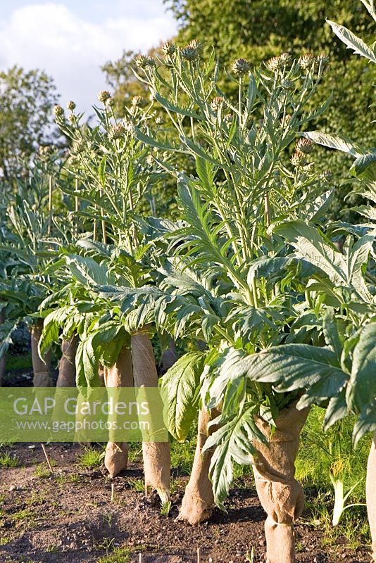 Cynara cardunculus - Cardoons covered to keep the stalkes tender for eating